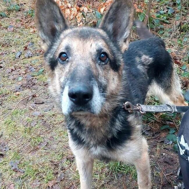Za darmo owczarek niemiecki mix senior - Barycz 9lat, 20kg