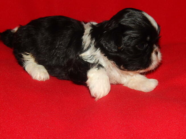 ** Shih Tzu - Prześliczne Biało Czarne Maluszki **