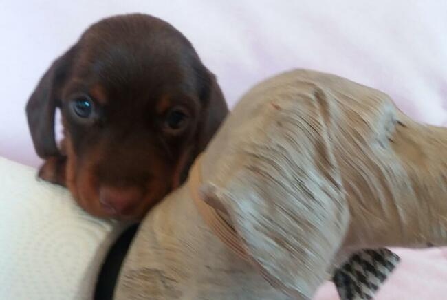 jamnik krótkowłosy króliczy