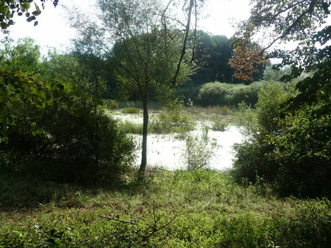 BUDYNEK W OTULINIE ZIELENI I TARASOWO UŁOZONYCH STAWÓW