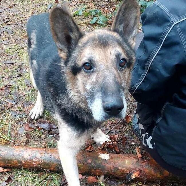 Za darmo owczarek niemiecki mix senior - Barycz 9lat, 20kg