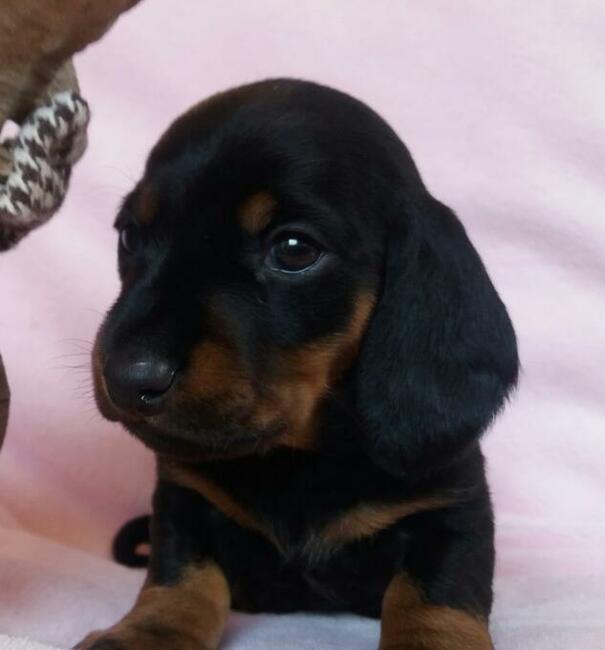 jamnik krótkowłosy króliczy