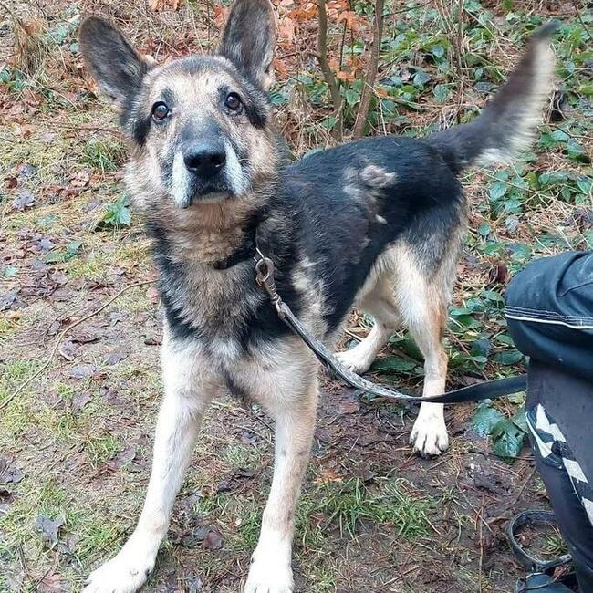 Za darmo owczarek niemiecki mix senior - Barycz 9lat, 20kg
