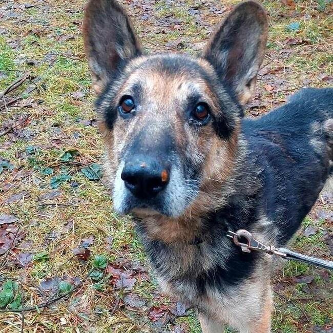 Za darmo owczarek niemiecki mix senior - Barycz 9lat, 20kg