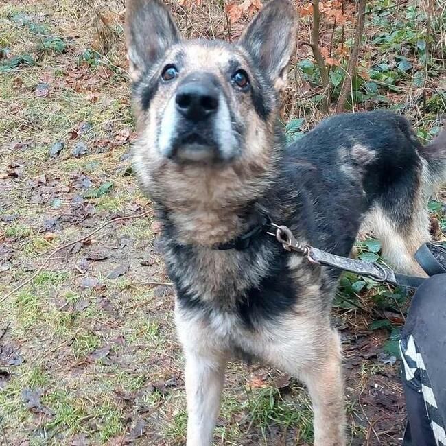 Za darmo owczarek niemiecki mix senior - Barycz 9lat, 20kg
