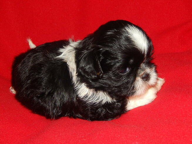 ** Shih Tzu - Prześliczne Biało Czarne Maluszki **