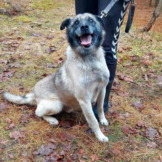 Do adopcji, za darmo, psiak Zbójnik oddany, przyjacielski Zielona Góra