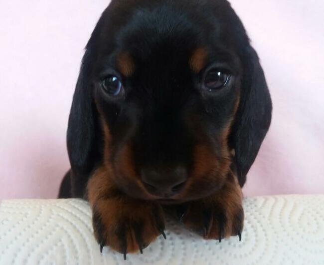 jamnik krótkowłosy króliczy