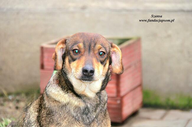 Szansa - milutka dziewczynka