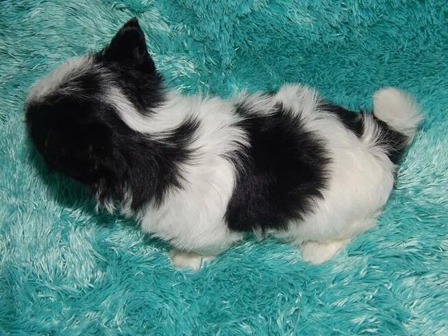 *** Yorkshire Terrier Biewer Dziewczynka ***