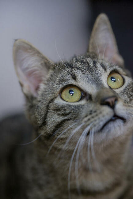BENEK - wesoły, młody kociaczek, który szuka kochającego dom