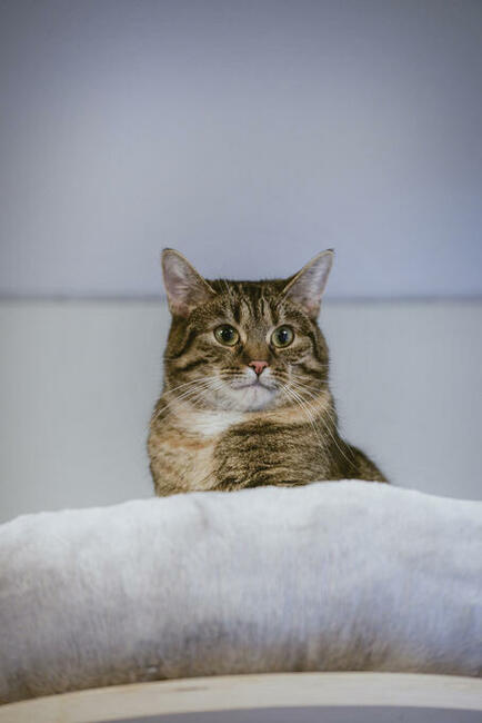 FILIFIONKA - śliczna koteczka szuka domu/ Poznań