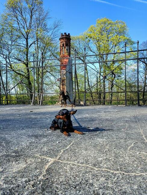 Ratlerek mama 1,8 kg tata 1,6 kg Prazsky Krysarik