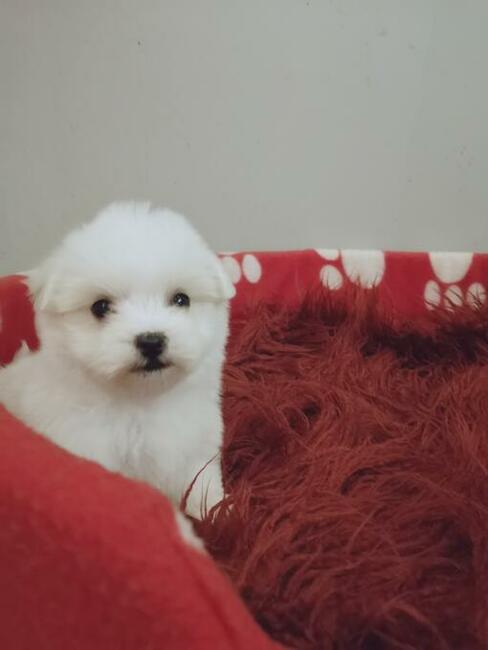 MINI Maltańczyk - szczenięta Pieski Suczki