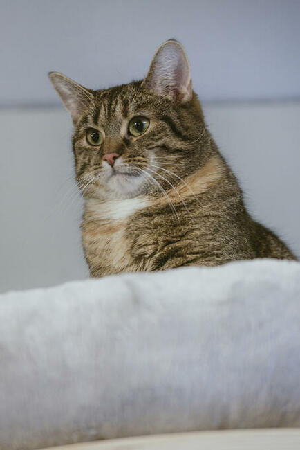 FILIFIONKA - śliczna koteczka szuka domu/ Poznań