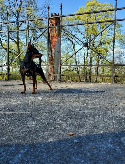 Ratlerek mama 1,8 kg tata 1,6 kg Prazsky Krysarik