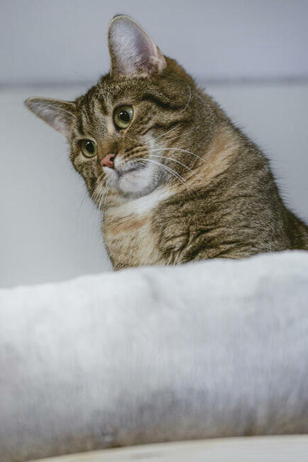 FILIFIONKA - śliczna koteczka szuka domu/ Poznań