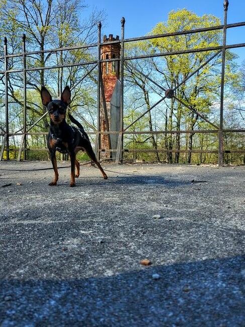 Ratlerek mama 1,8 kg tata 1,6 kg Prazsky Krysarik