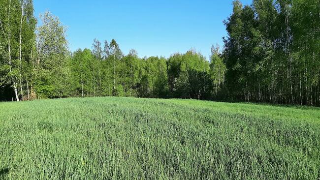 Atrakcyjne działki Mierkinie-okolice j. Hańcza. 3000 m.kw.