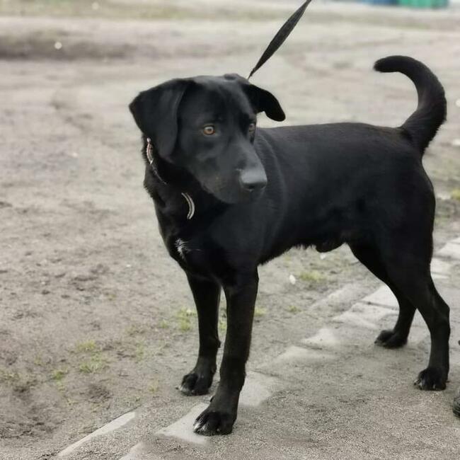 Oskar- 3 letni, nieufny pies czeka na doświadczonego pana