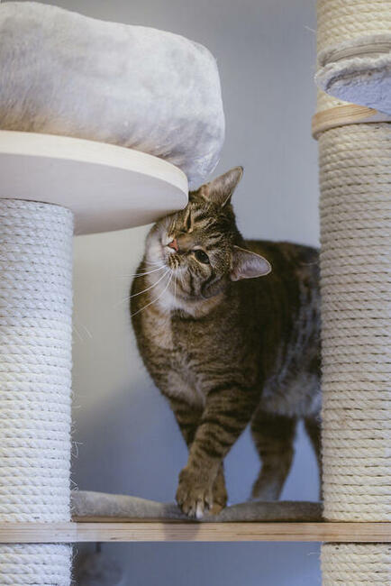 FILIFIONKA - śliczna koteczka szuka domu/ Poznań