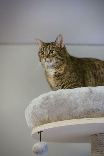 FILIFIONKA - śliczna koteczka szuka domu/ Poznań