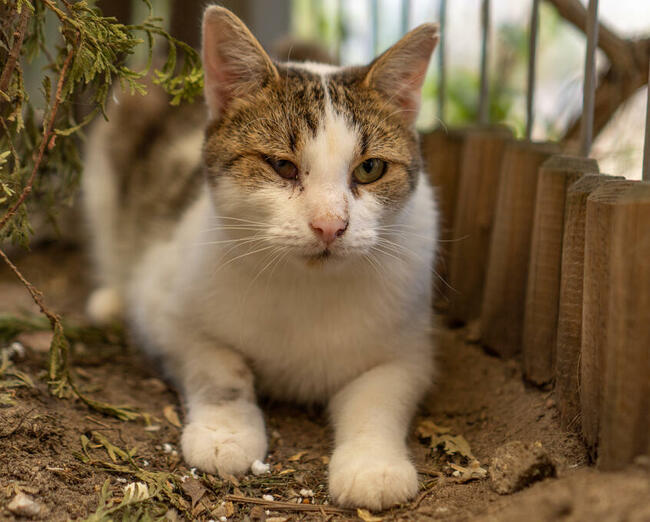 Kochany i cudowny kocurek Wyjec szuka domu/Poznań
