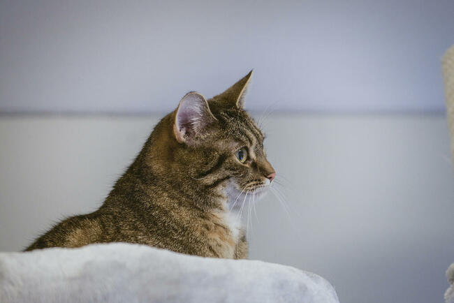 FILIFIONKA - śliczna koteczka szuka domu/ Poznań