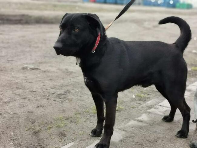 Oskar- 3 letni, nieufny pies czeka na doświadczonego pana