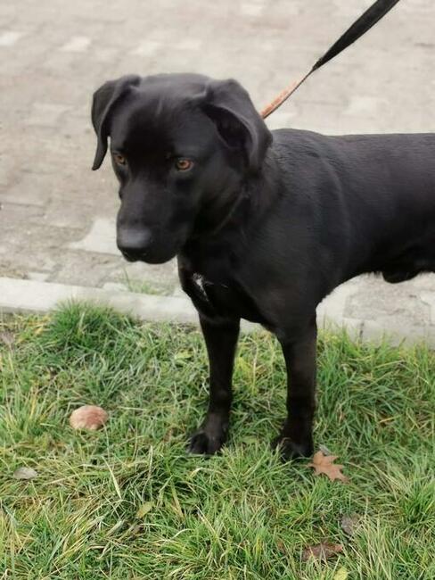 Oskar- 3 letni, nieufny pies czeka na doświadczonego pana