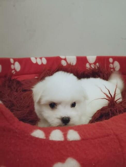 MINI Maltańczyk - szczenięta Pieski Suczki