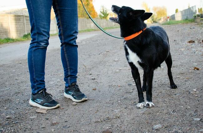 Fanta przyjechała z Ukrainy...teraz czeka na dom