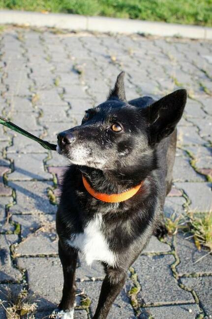Fanta przyjechała z Ukrainy...teraz czeka na dom