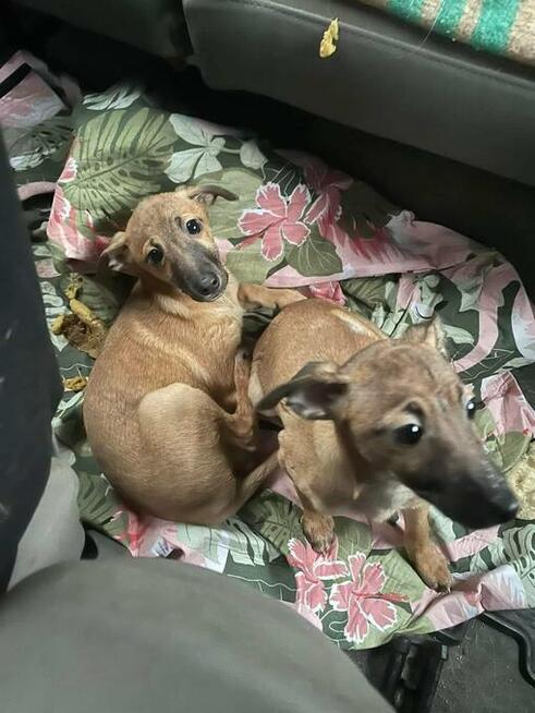 Słodkie, urocze MALUSZKI do pokochania!