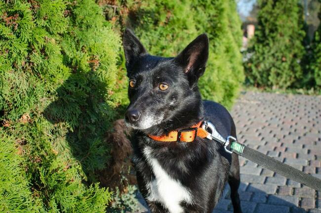 Fanta przyjechała z Ukrainy...teraz czeka na dom