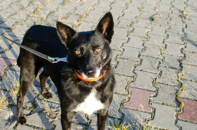 Fanta przyjechała z Ukrainy...teraz czeka na dom