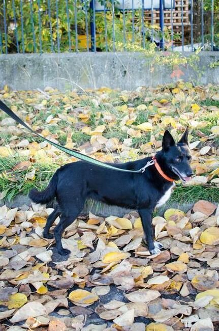 Fanta przyjechała z Ukrainy...teraz czeka na dom