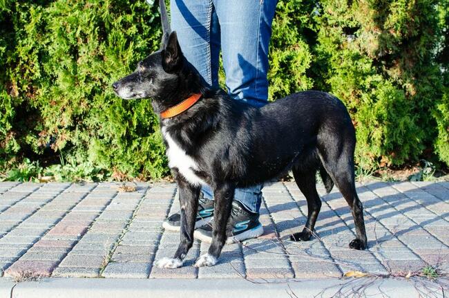 Fanta przyjechała z Ukrainy...teraz czeka na dom