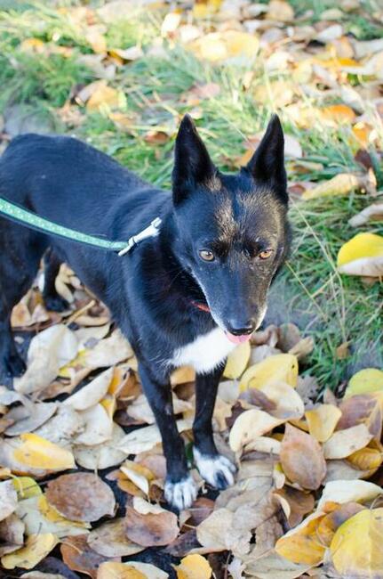Fanta przyjechała z Ukrainy...teraz czeka na dom