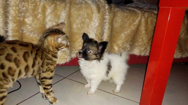 Kocięta bengalskie- cudowna koteczka