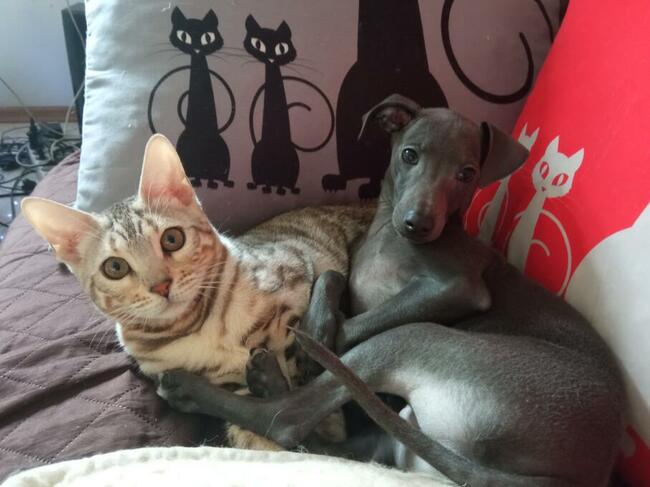 Kocięta bengalskie- cudowna koteczka