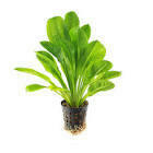 Echinodorus amazonka żabienica roślina akwariowa