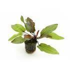 Echinodorus amazonka żabienica roślina akwariowa