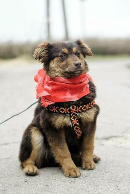 Gerda ok.półroczna malutka sunia prosi o dom Magda Godl.