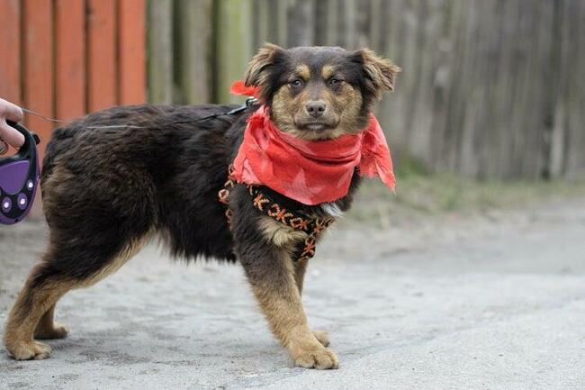 Gerda ok.półroczna malutka sunia prosi o dom Magda Godl.