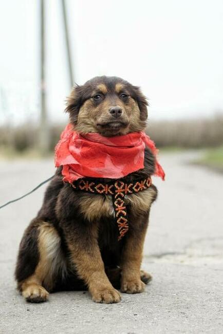 Gerda ok.półroczna malutka sunia prosi o dom Magda Godl.