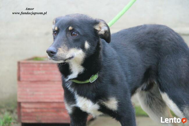 Amor- Piesek który szuka miłości