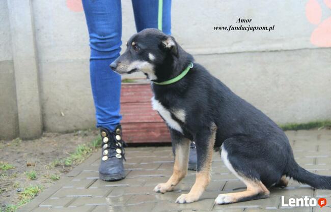 Amor- Piesek który szuka miłości