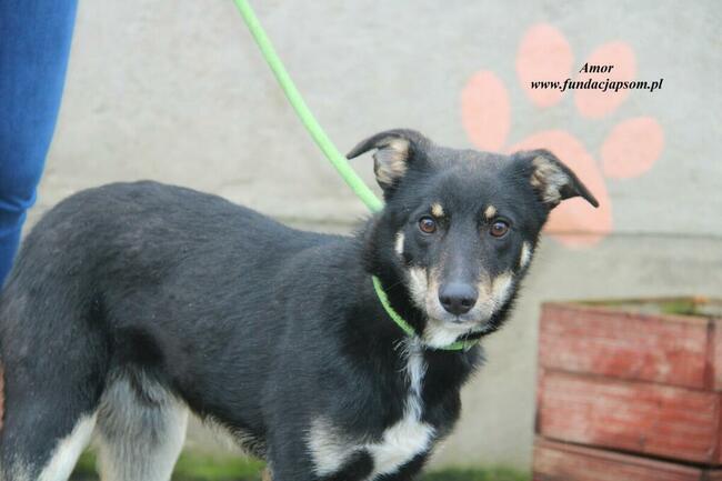 Amor- Piesek który szuka miłości