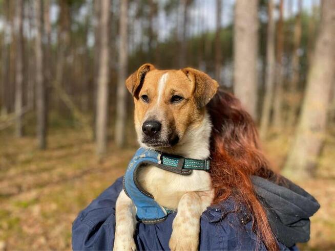Młody, zakochany w człowieku Chester - wesołek do adopcji!